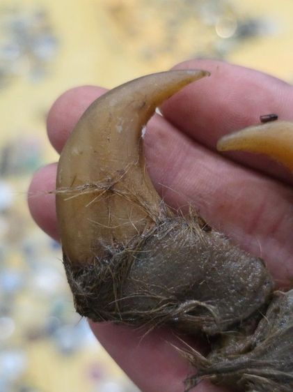 ของสะสมเก่าเก็บ สวยหายาก รุ่นเก่า เดิมๆ ขายตามสภาพ ของที่บ้าน น่าสะสม พร้อมส่งครับพี่ๆ รูปที่ 8