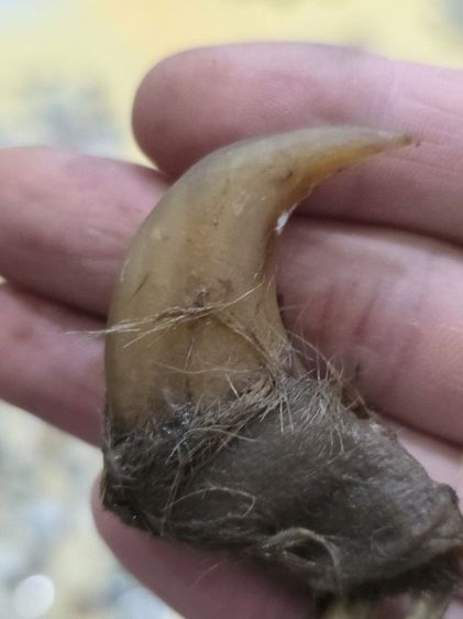 ของสะสมเก่าเก็บ สวยหายาก รุ่นเก่า เดิมๆ ขายตามสภาพ ของที่บ้าน น่าสะสม พร้อมส่งครับพี่ๆ รูปที่ 4