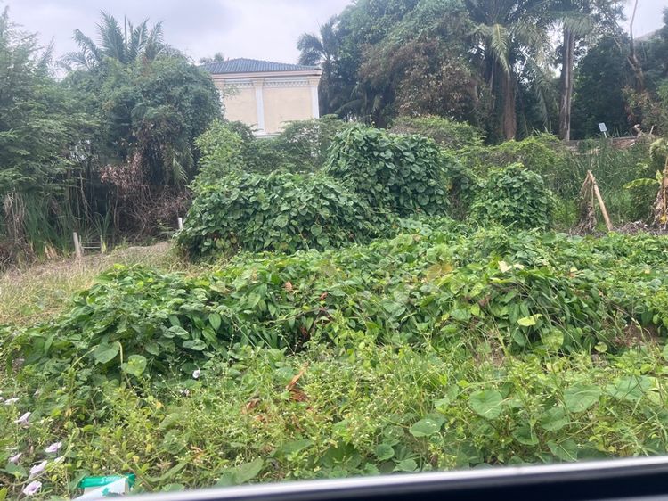 ที่ดินเปล่า