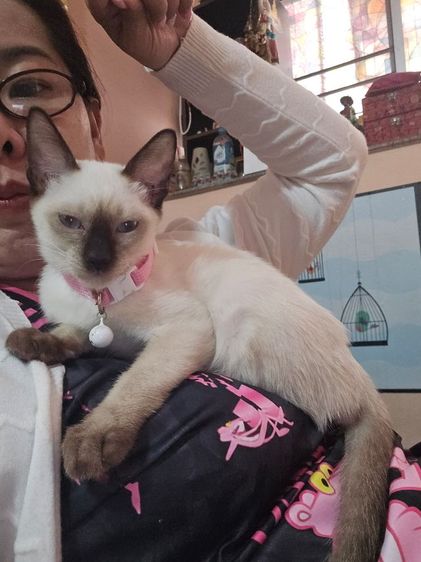 แมววิเชียรมาศพร้อมย้าย รูปที่ 9