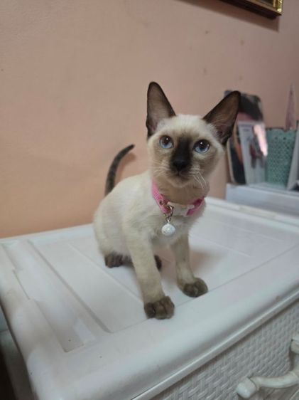 แมววิเชียรมาศพร้อมย้าย รูปที่ 6