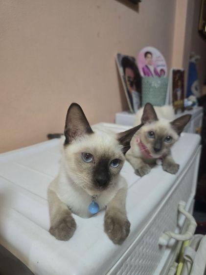 แมววิเชียรมาศพร้อมย้าย รูปที่ 8