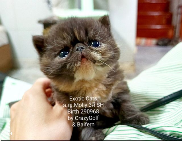 Exotic Cats รูปที่ 3