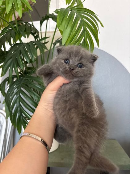 แมวสก็อตติชสีบลู รูปที่ 5