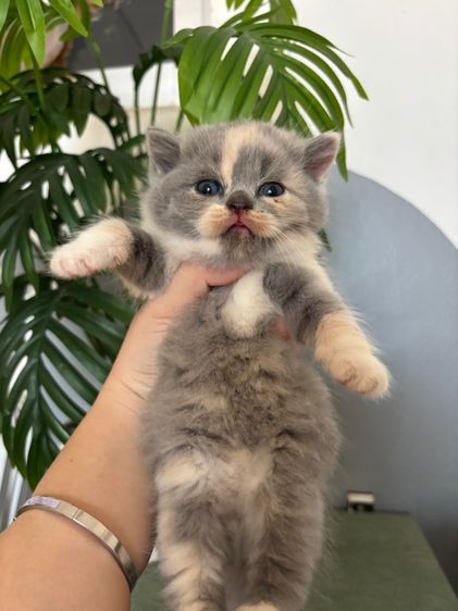 แมวสก็อตติชสีบลู รูปที่ 10