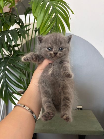 แมวสก็อตติชสีบลู รูปที่ 6