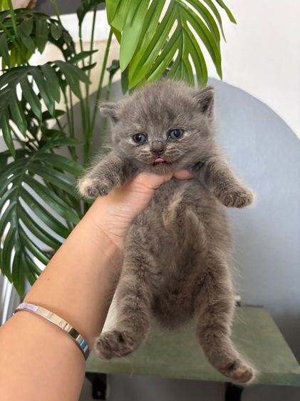 แมวสก็อตติชสีบลู รูปที่ 7