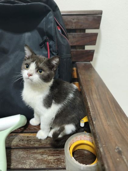 ผญ.สก็อตติชแท้ แบ่งเลี้ยง รูปที่ 6