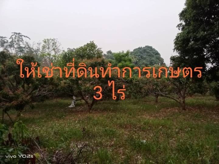 ให้เช่า ที่ดินทำการเกษตร 3 ไร่