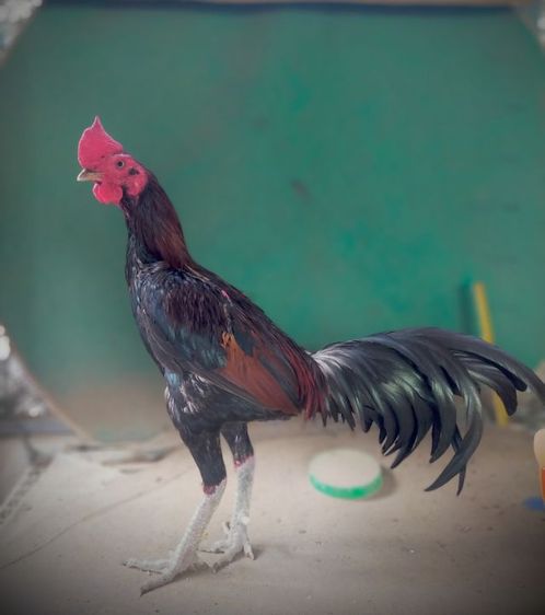 แบ่งไก่พม่าสายเลือดดีแม่นตาพิเศษ