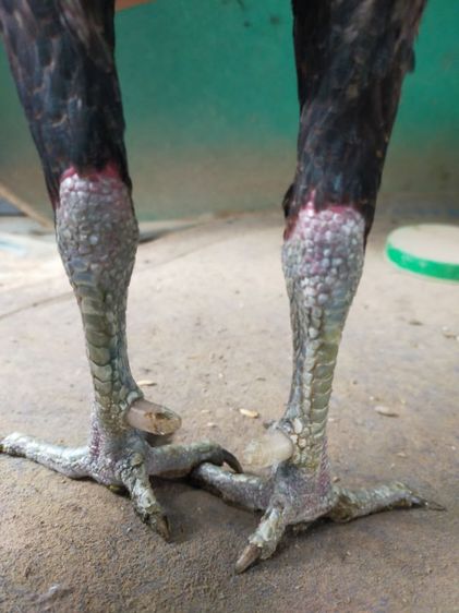 แบ่งไก่พม่าสายเลือดดีแม่นตาพิเศษ รูปที่ 3