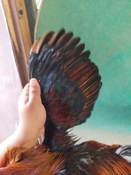 แบ่งไก่ชนสายพันธุ์พม่า รูปที่ 4