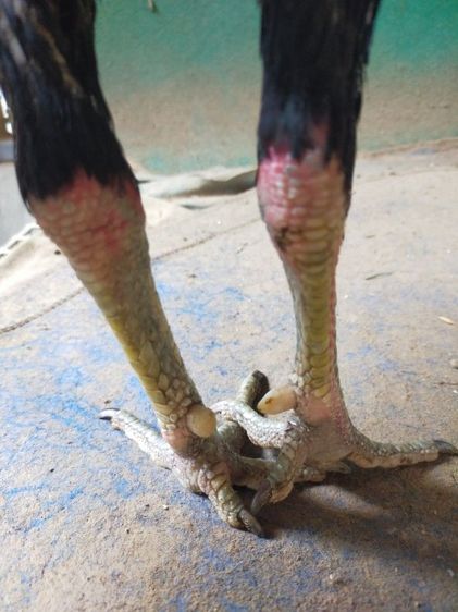 แบ่งไก่ชนสายพันธุ์พม่า รูปที่ 3