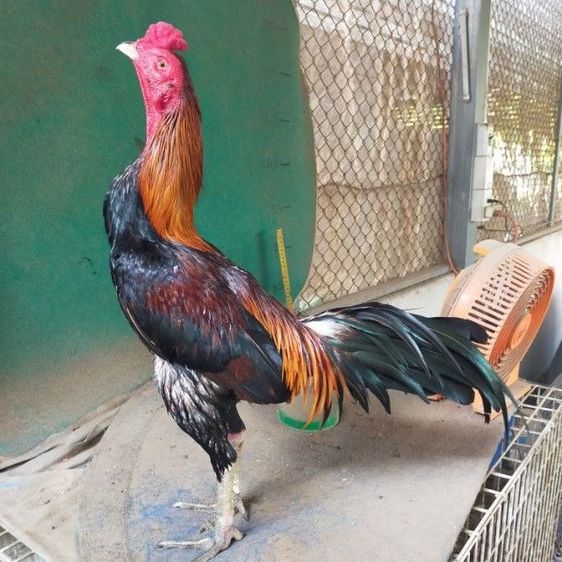 แบ่งไก่ชนสายพันธุ์พม่า