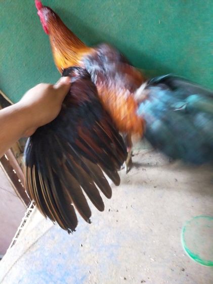 แบ่งไก่ชนสายพันธุ์พม่า รูปที่ 5