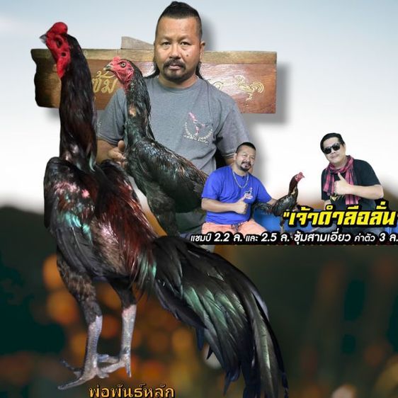 แบ่งไก่เชิงสายสามเอี่ยวทุบสโล่หลัง