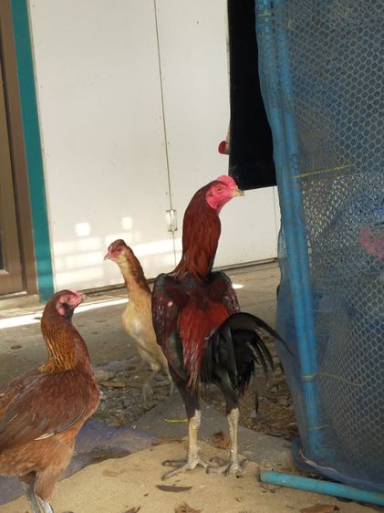 แบ่งไก่เชิงสายสามเอี่ยวทุบสโล่หลัง รูปที่ 2