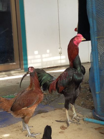 แบ่งไก่เชิงสายสามเอี่ยวทุบสโล่หลัง รูปที่ 6