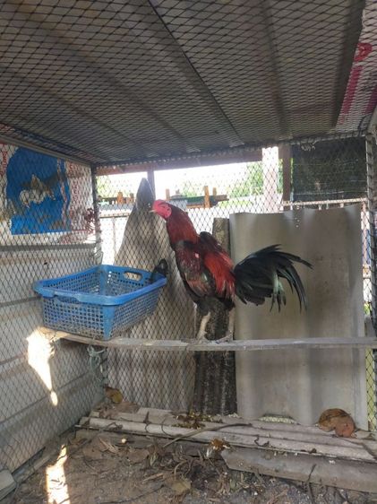 แบ่งไก่เชิงสายสามเอี่ยวทุบสโล่หลัง รูปที่ 4
