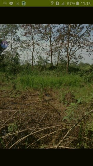 ขายที่ดิน100ตรว.คลอง8ต.ลำผักกูดอ.ธัญบุรี จ.ปทุมธานี รูปที่ 3