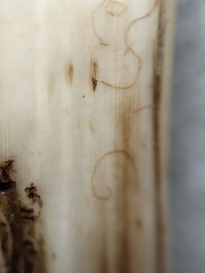 ชิ้นใหญ่ๆมีจารครับ รูปที่ 14