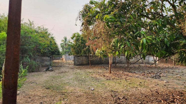 ขายที่ดินถมแล้ว 4-0-40 ไร่ น้ำไม่ท่วม เหมาะแก่การทำสวนและปลูกบ้าน ต.หนองปลาสะวาย อ.บ้านโฮ่ง จ.ลำพูน รูปที่ 2