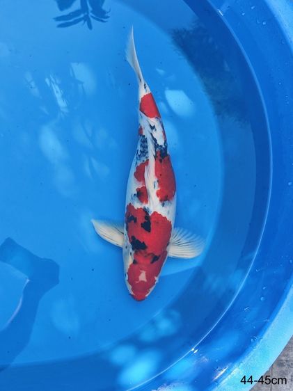 ปลาคาร์ฟ Sanke GinrinGoshiki สวยๆ เชียงใหม่ รูปที่ 2