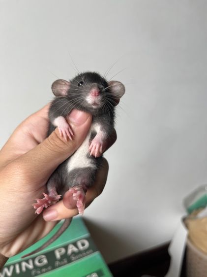 หนูดัมโบ้ รูปที่ 3