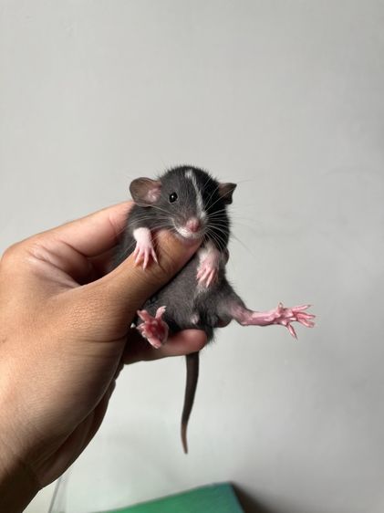 หนูดัมโบ้ รูปที่ 5