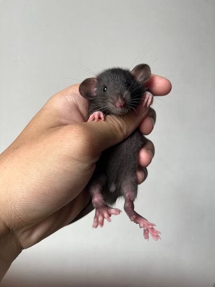 หนูดัมโบ้ รูปที่ 4