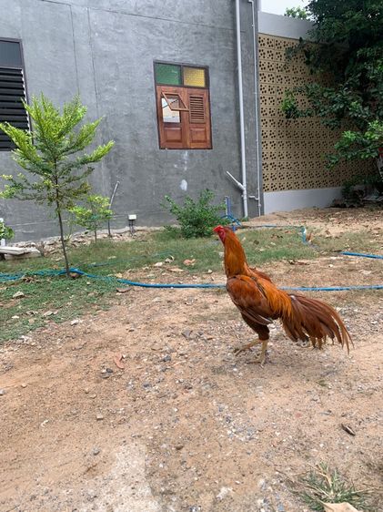 ไก่นกแดง รูปที่ 2