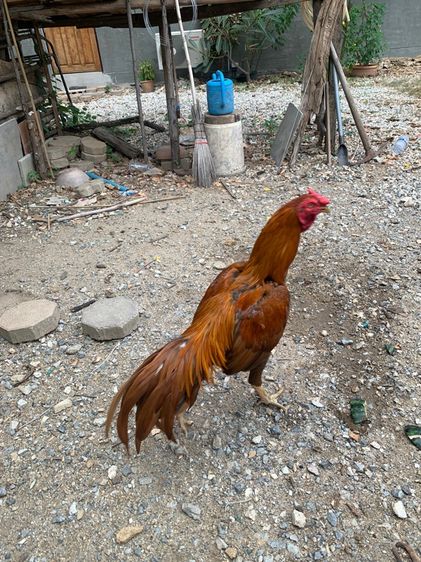 ไก่นกแดง รูปที่ 3