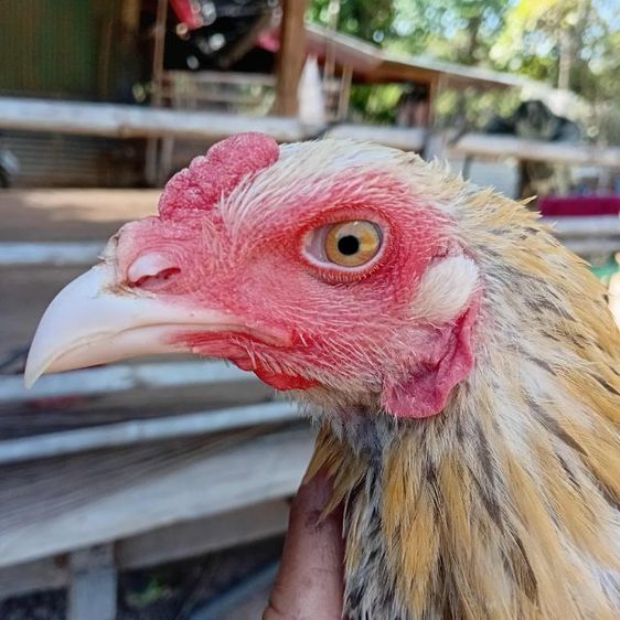 ไก่เหลืองหางขาว รูปที่ 3