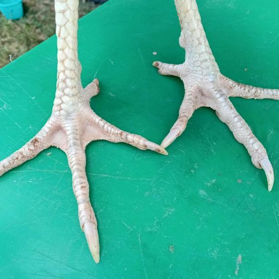 ไก่เหลืองหางขาว รูปที่ 4