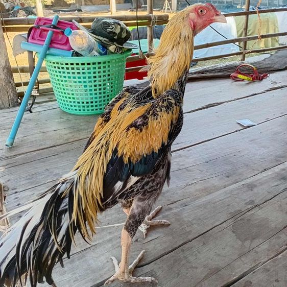 ไก่เหลืองหางขาว