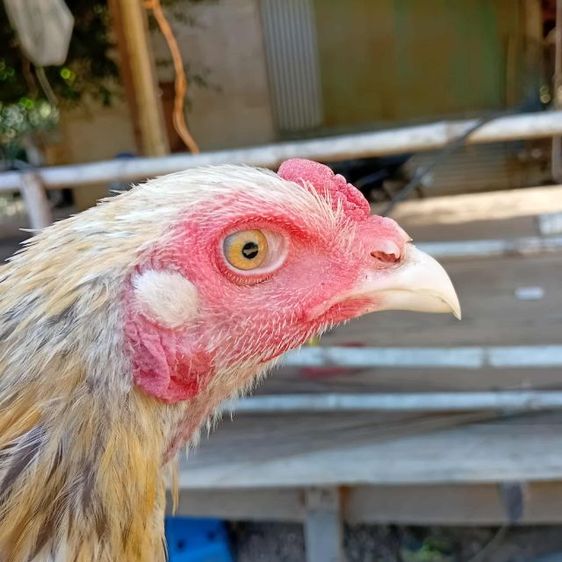 ไก่เหลืองหางขาว รูปที่ 2
