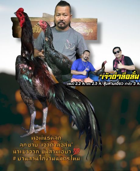 แบ่งพ่อพันธุ์ป่าก๋อยสามเอี่ยว100 รูปที่ 3