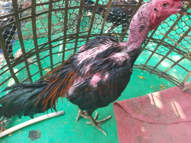 แบ่งพ่อพันธุ์ป่าก๋อยสามเอี่ยว100 รูปที่ 7