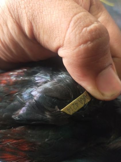 แบ่งพ่อพันธุ์ป่าก๋อยสามเอี่ยว100 รูปที่ 4