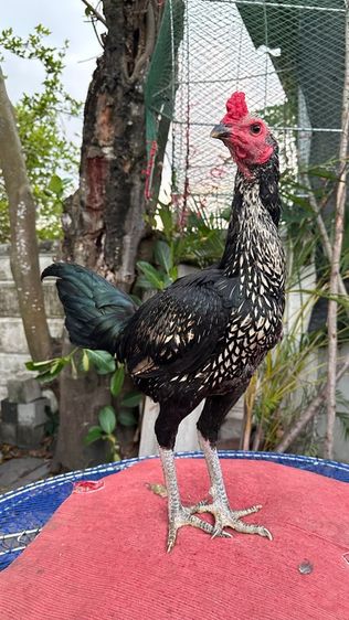 ไก่หนุ่มไก่สาวเยียร์ 100 รูปที่ 5