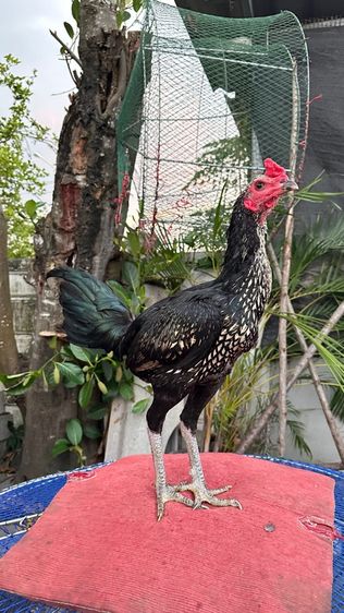 ไก่หนุ่มไก่สาวเยียร์ 100 รูปที่ 4