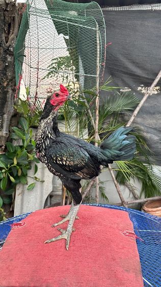 ไก่หนุ่มไก่สาวเยียร์ 100 รูปที่ 6