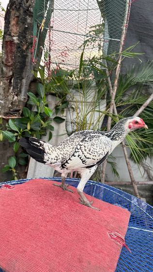 ไก่หนุ่มไก่สาวเยียร์ 100 รูปที่ 8