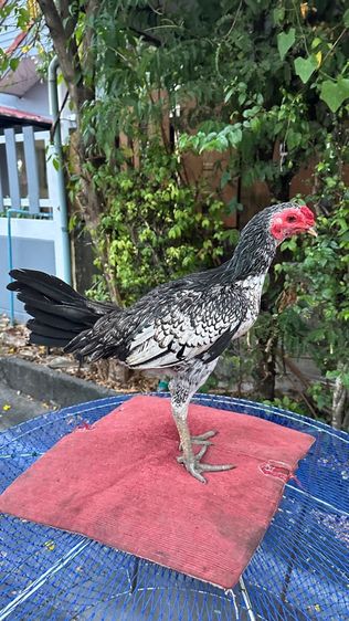 ไก่หนุ่มไก่สาวเยียร์ 100