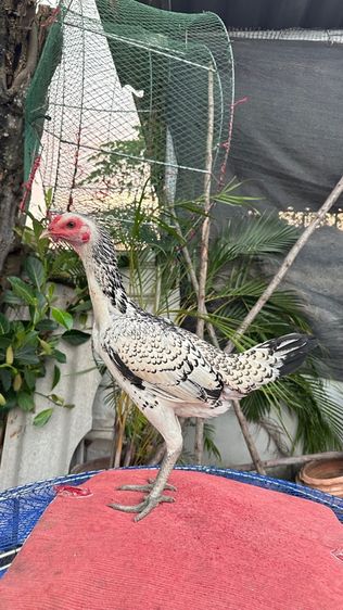 ไก่หนุ่มไก่สาวเยียร์ 100 รูปที่ 7