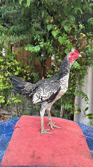 ไก่หนุ่มไก่สาวเยียร์ 100 รูปที่ 3