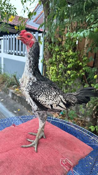 ไก่หนุ่มไก่สาวเยียร์ 100 รูปที่ 2