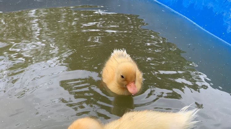 เป็ดคอลดั๊ก รูปที่ 17