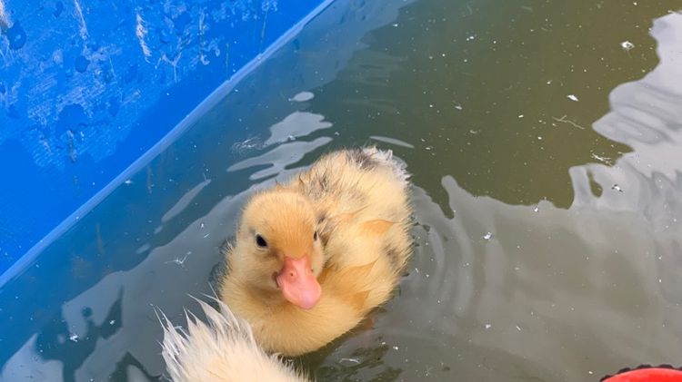 เป็ดคอลดั๊ก รูปที่ 13