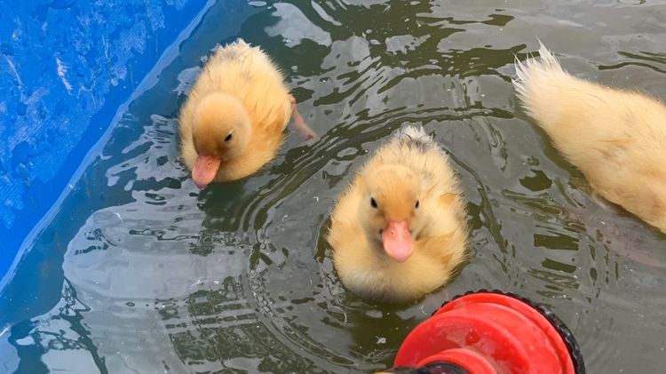 เป็ดคอลดั๊ก รูปที่ 6